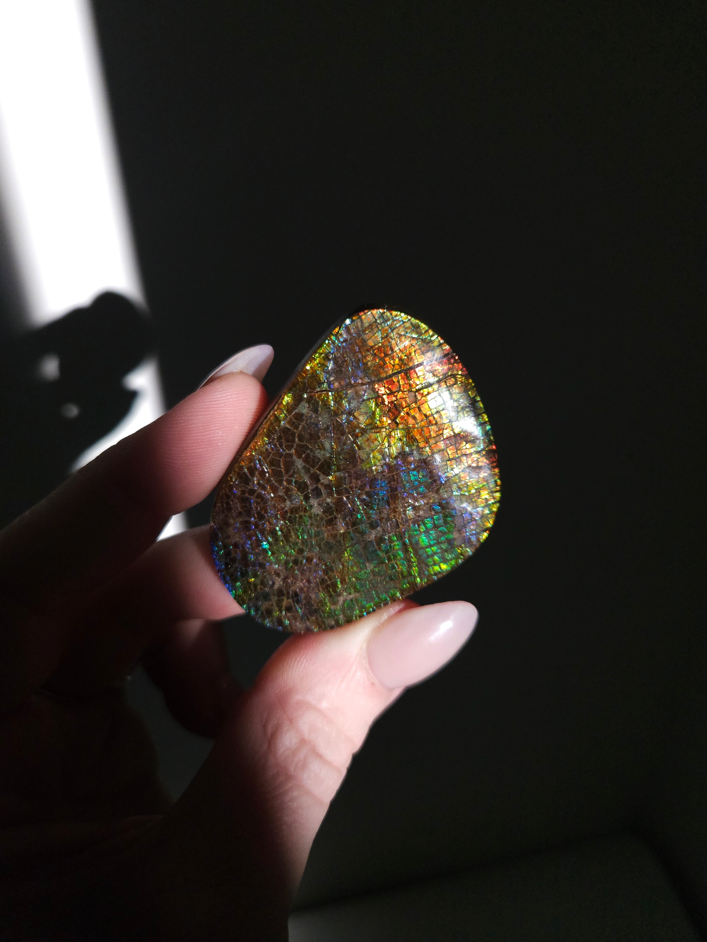 Iridescent Ammonite Specimen 004